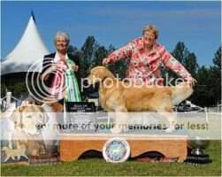 AmGCH Verdoro Tellise Arrowsmith Am/Can AmGCH Verdoro Tellise Arrowsmith Am/Can