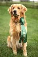 Gaylan's Firefly's Moondance CCA (Therapy Dog)