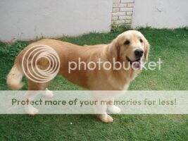 Magic Retrievers John Wayne Magic Retrievers John Wayne