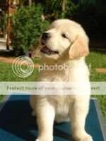 Magic Retrievers Clint Eastwood