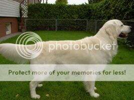 Kimba Mystified Kimba Mystified