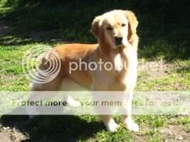 CH.CHI.CH.LAT Sweet Golden Honey del Hechizo Dorado