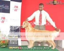 Ch Panch Panther of Sunrise Story