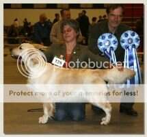 Dutch and German Ch. Pixel Panic v.d. Beerse Hoeve Winster 2007