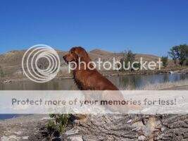 FTCH AFTCH Bulrush Yellow Bud US *** FTCH AFTCH Bulrush Yellow Bud US ***