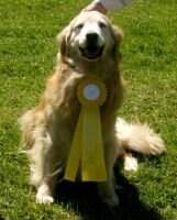 Springvale's 2 Hott 2 Trot CCA