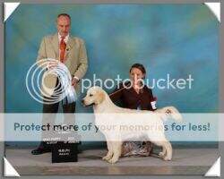 Tibsen Blackpool Tiger Lily