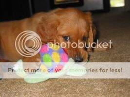 Redtail's Rollickin Reba