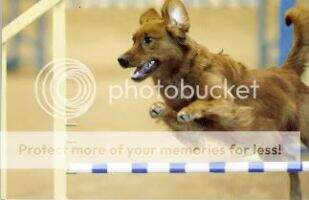 MACH10 ADCH Tanbark's On Your Mark MXS3 MJG3 MXF MFG TQX T2B2
