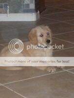 Maggie Girl