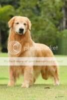 Gr.Ch.Brazil Golden Kima Mont Blanc