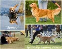 Spiritlodge Sporting Chance RA NF USDAA-AD CCA