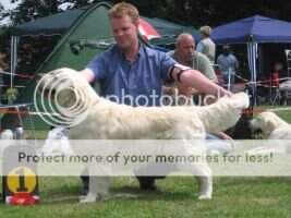 German & VDH Ch. & Vet.Ch. Sanguinisch Finlaggan Rostock 2007 EVW 2011 VW 2011
