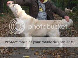 Dancer Barbe By Blue Moon Biale Zloto