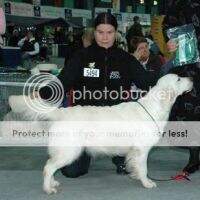Nu.Ch, Nordic Winner 2006 Dewmist Silky Morning