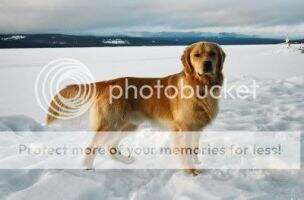 Riverdance Yukon Maximus
