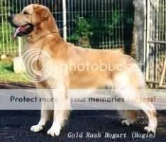 Ina.Ch. Gold Rush Bogart