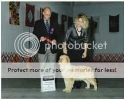 Chien D'Or's Cprfld Trouble N Transit