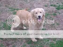 Chien D Or's Cprflds Forever N Bliss Chien D Or's Cprflds Forever N Bliss