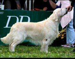 GER VDH CH. & CLUB CH. CRUFTS qualifiied 2016 Swanavly Nordic Venture