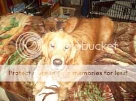 Classiccreek's Buddy Holly