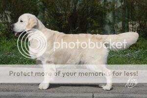 Ch-Cr-It-Slo-Sm.Ch Marybel Fashion Guy Campione Riproduttore - Stud dog Champion Ch-Cr-It-Slo-Sm.Ch Marybel Fashion Guy Campione Riproduttore - Stud dog Champion