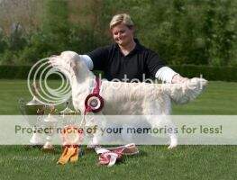 Show Champion Dutch Consolidation Who's Next CW'08 CC CRUFTS 2009