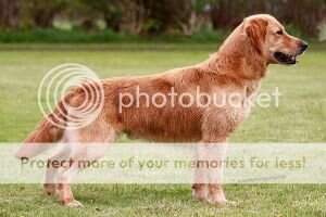 Calhoun of Graceful Delight Calhoun of Graceful Delight