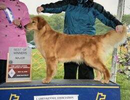 U-Ch. NAKC Int'l Ch.; Ch. FoxRun's Double Or Nothin'