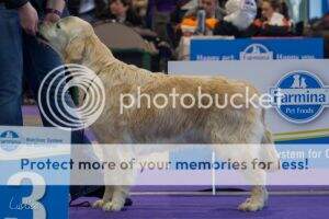 HVCH Lively Golden Angel Whity '14 Res.VEuW