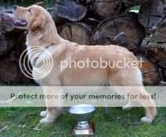 J.Ch.Ur.Ch.Ur.Gr.Ch.Ur.N?1 Puppy06Kcu De La Capilla Pluto J.Ch.Ur.Ch.Ur.Gr.Ch.Ur.N?1 Puppy06Kcu De La Capilla Pluto