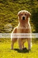 Br CH&GCH/ Pam CH. La Vie Rose of Sunrise Story Br CH&GCH/ Pam CH. La Vie Rose of Sunrise Story
