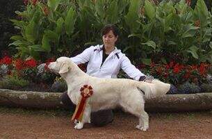 HCh. PlCh. Tiffany Yellow de Ria Vela Slovakian Club Winner '08