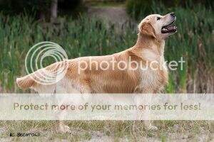 German Show Champion Golden Message Chusty Born For Geli