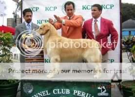 CH.BR. CH.PE. GR.CH.PE. Golden Trip Charmed Leo CH.BR. CH.PE. GR.CH.PE. Golden Trip Charmed Leo