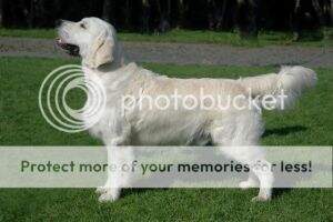 Norw Champion Zenana's Quintus Floyd
