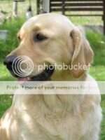 TOUR BLANCHE Zlota Wolnosc