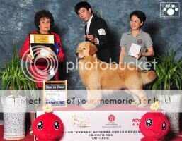 E-MAIL'S COVER BOY GOLDEN PANDA E-MAIL'S COVER BOY GOLDEN PANDA