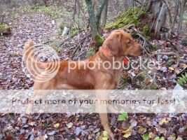 Flambeau's Tufted Trigg