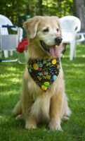 Mac Paks Trot Trot To Boston CGCA TKN RN
