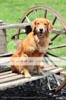 Wilt's Morgen Aurorean Jolie MXB2 MJB2 MXP4 MJP7 MJPS PAX RATI CCA Achiever Dog