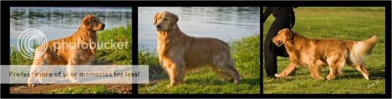 MBPIS Ch. Hyway's Gran Torino PCD RN MBPIS Ch. Hyway's Gran Torino PCD RN