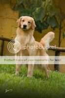 J.Ch Ch J.Lo Mulder Golden Friend Forever