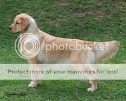 CH Serena Dusk Golden Friend Forever CH Serena Dusk Golden Friend Forever