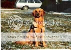 Hi- Top's Seeing Eye Kimber
