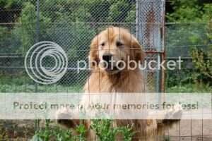 Chien d'Or's Little Giant