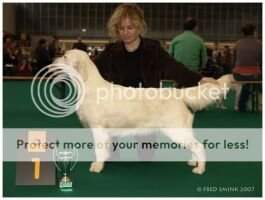 Bdsjsg. Junior Amsterdam Winner '07 Non-Stop Gretna Green's Dawn