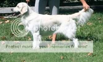 UCI Int&Nat CH Ivory Blaze Must Be Love