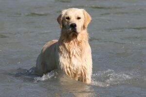 UKC CH Chuckanut's Captain Kangaroo JH;