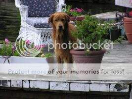 Sir Dexter of Shasta